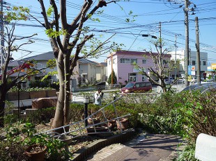 久留米市野中町　T様邸　枝おろし剪定