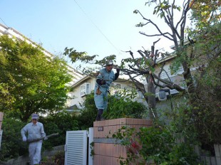 久留米市野中町　T様邸　枝おろし剪定